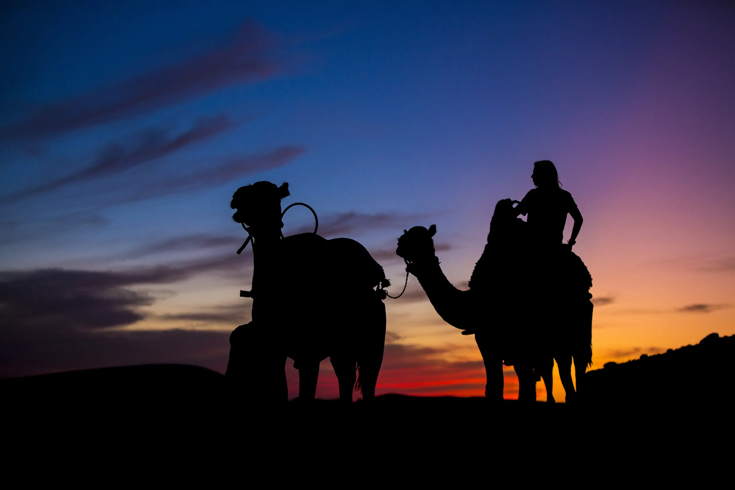 Chameau lors d'un Team Building au Maroc organisé par le Groupe Silam.