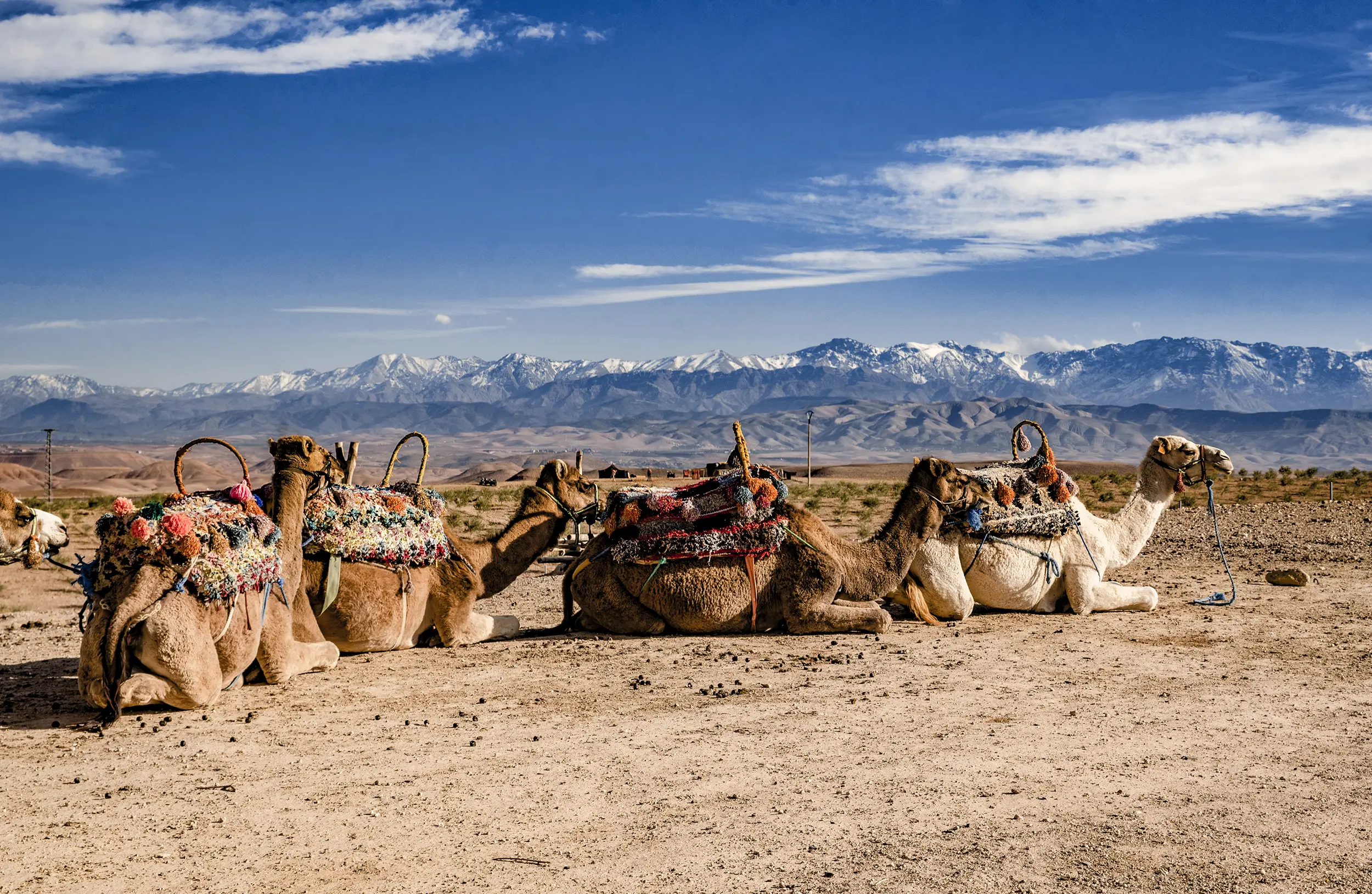 Chameaux dans le désert d'Agafay au Maroc. Événement organisé par le Groupe Silam à Marrakech.